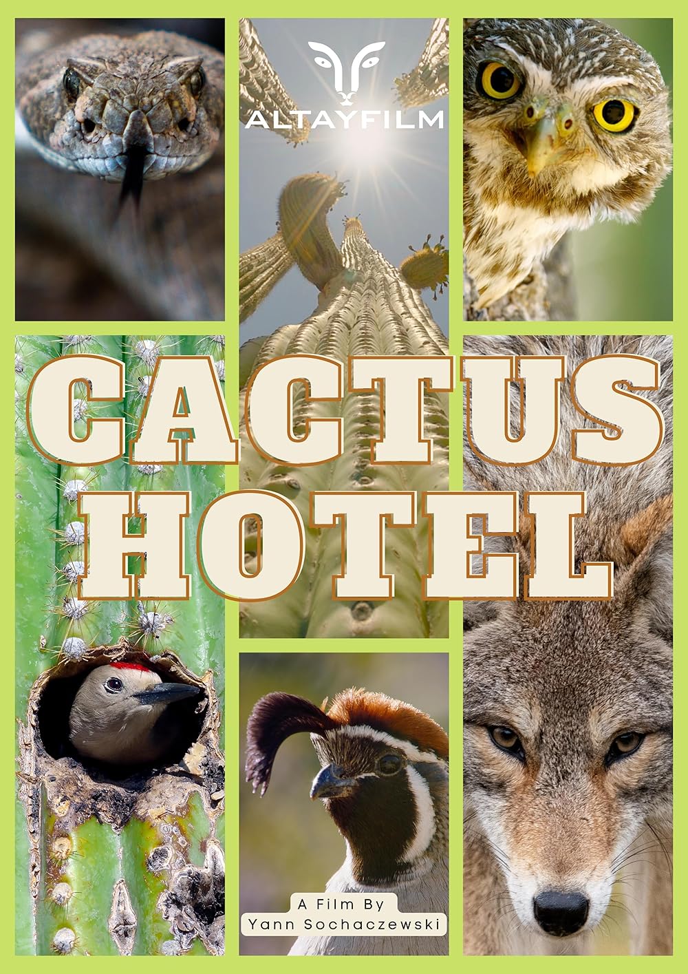 Cactus Hotel