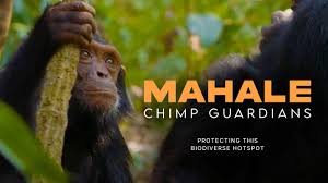 Mahale chimp Guardian's