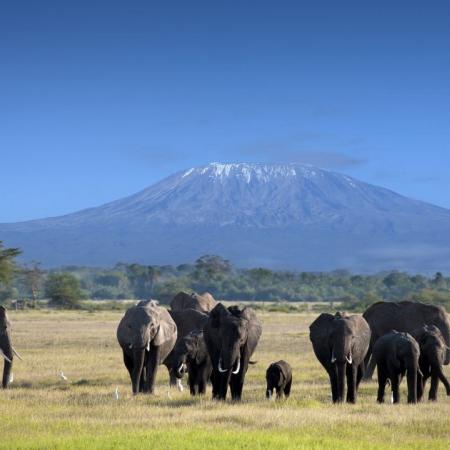 selenskay elephants